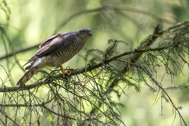 Accipiter Nisus, Accipitriformes, Sparrowhawk, Sparrowhawk, Birds of Prey, Raptors, Birds
