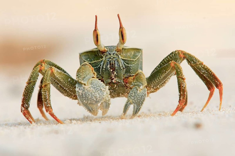 Ghost crab (Ocypode ceratopthalmus), Seychelles, Bird Island, close-up of a crab on light-coloured sand, looking curiously at the camera