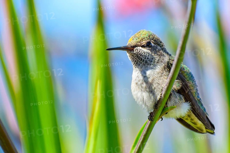 Anna's hummingbird, (Calypte anna), Vancouver, British Columbia, Canada