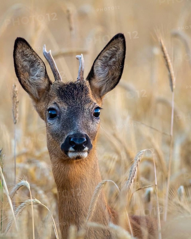 A roe deer (Capreolus capreolus) in a cereal field during the rutting season, Vechta, Lower Saxony, Germany