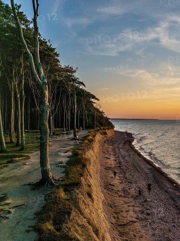 Ghost forest at sunset, Nienhagen, Germany