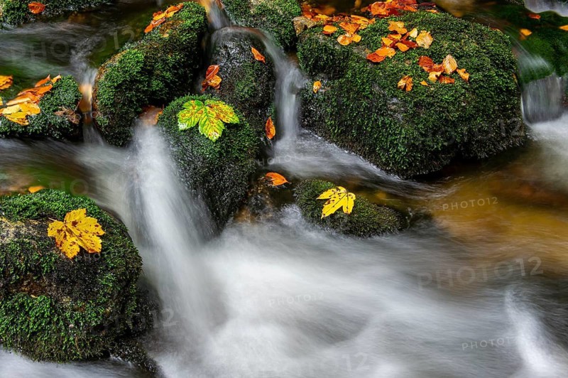 Maple leaf in forest brook, autumnal, Neu Schönau, Bavarian Forest, Bavaria, Germany