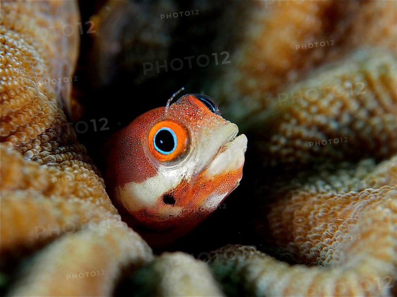Close-up of a spotted pine slug (Acanthemblemaria rivasi), a slug peering out from a piece of coral, Coral Garden dive site, Puerto Viejo de Talamanca, Limón, Costa Rica, Caribbean, Atlantic Ocean