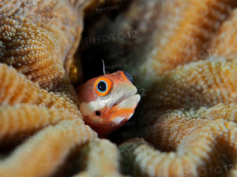 Small orange-spotted pine slug (Acanthemblemaria rivasi), a slug, hiding amongst the coral and peering out, dive site: Coral Garden, Puerto Viejo de Talamanca, Limón, Costa Rica, Caribbean, Atlantic Ocean