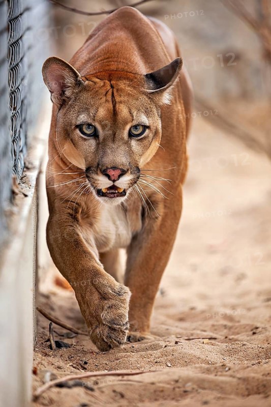 A Cougar with an intense gaze runs along a fence on sandy ground, a mountain lion, or Cougar, in an enclosure in Petrolina, Brazil (Cougar concolor)