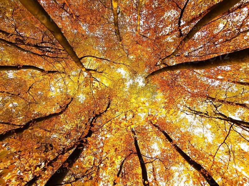 View from below of bright yellow, autumnal treetops with colorful foliage, Maintal, Franconian Switzerland, Upper Franconia