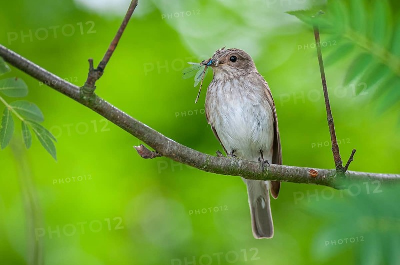 Grey Flycatcher (Muscicapa striata) with its prey, Oldenburger Münsterland, Goldenstedt, Lower Saxony, Germany