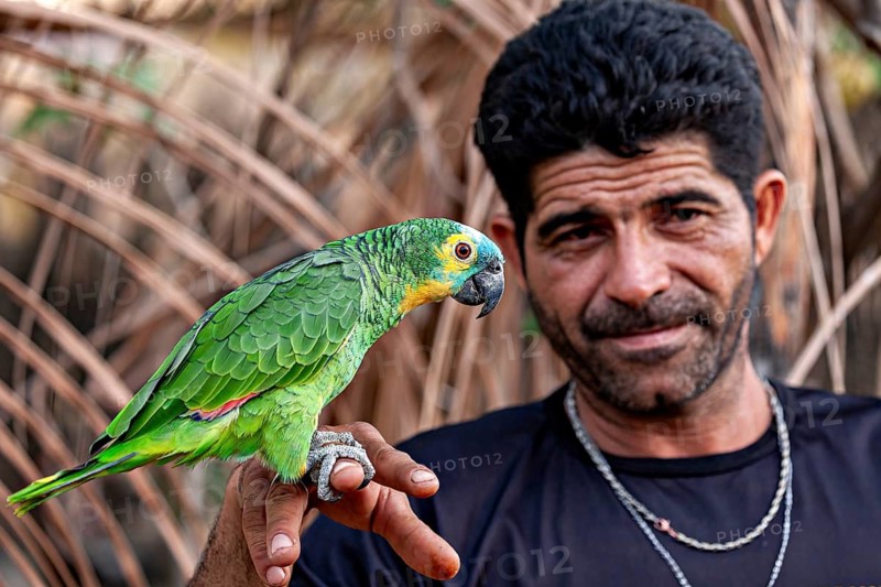 A man is holding a green parrot on his finger, surrounded by natural vegetation, a blue-fronted Amazon in Pernambuco, Brazil (Amazona aestiva)