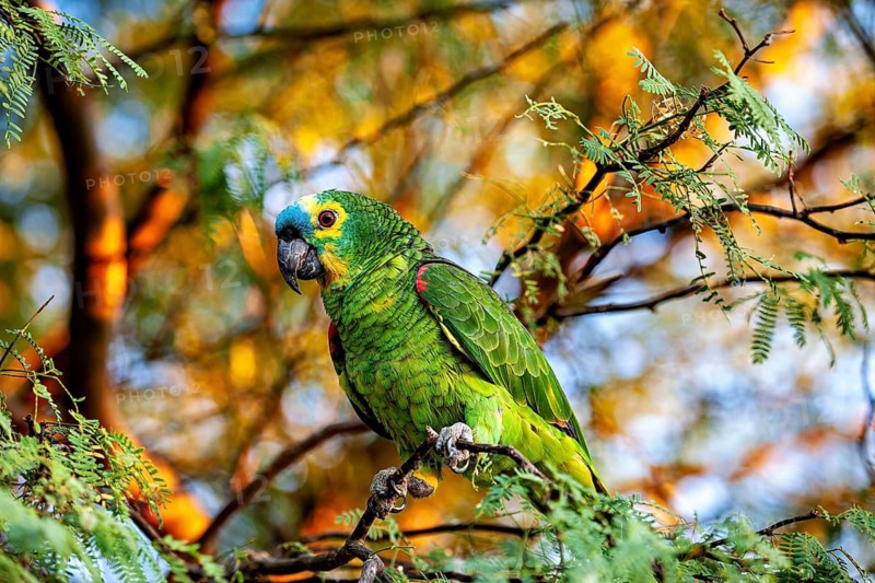 A green and yellow parrot with a blue head is perched on a branch in a sun-drenched setting: a blue-fronted Amazon in Pernambuco, Brazil (Amazona aestiva)