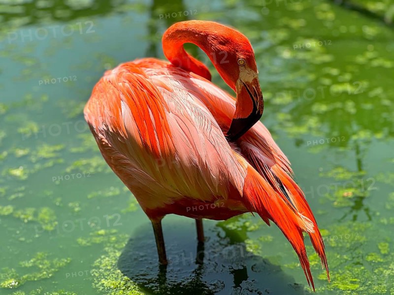 A pink flamingo stands elegantly in greenish water surrounded by natural surroundings, Barão de São João, Faro, Portugal