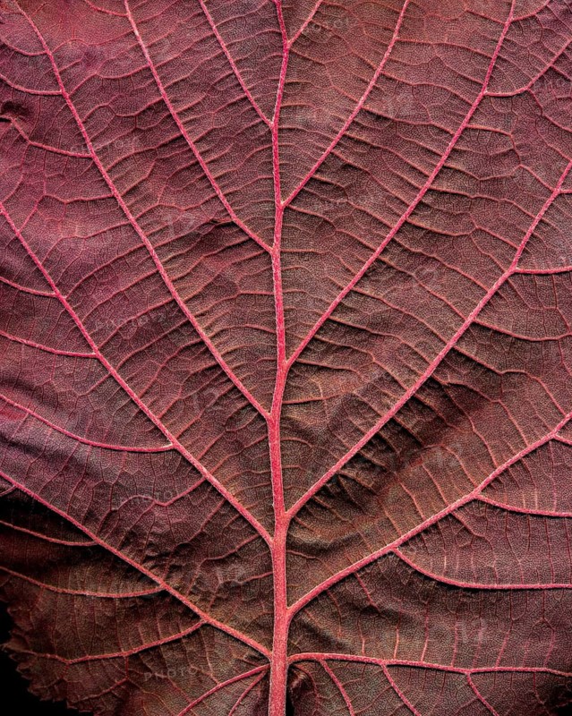 Close-up of the Red Zellernut, red-leaved hazel or cobnut, red-leaved Zellernuss, Corylus avellana