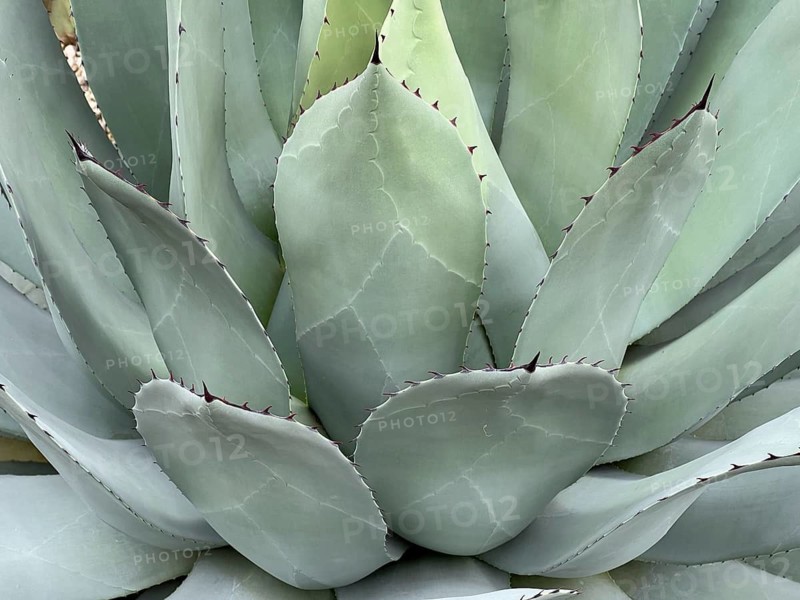Agave (Agave parryi), leaves with dark spines along the edges, detail, close-up, Botanical Garden, Bavaria, Germany