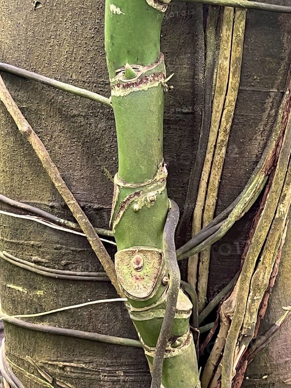 Rattan palm (Calamus) climbing up a tree trunk like a liana, detail, close-up, Botanical Garden, Bavaria, Germany