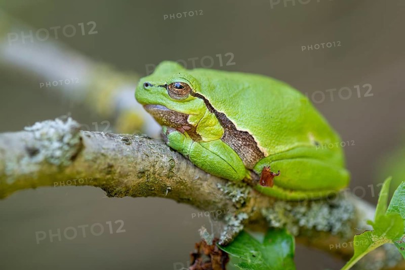 Tree frog (Hyla arborea), Zandvort, Netherlands