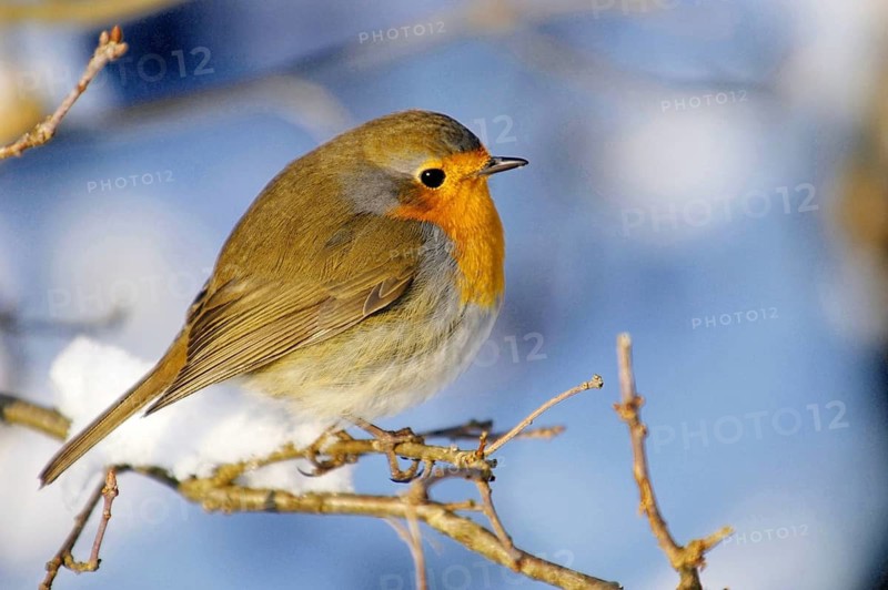 Robin, Erithacus rubecula, robin in snow, winter, Germany
