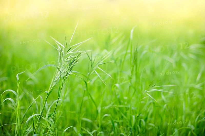 A close-up view of green grass blades swaying gently in the breeze. The background is softly blurred, creating a serene and natural atmosphere