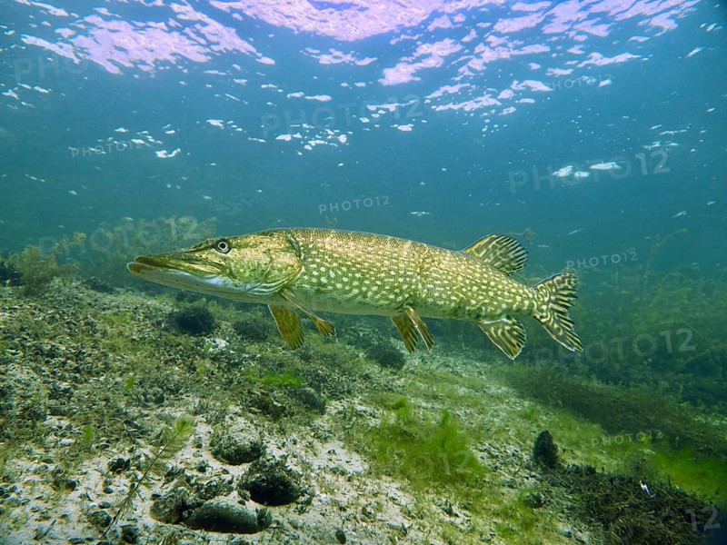 A pike (Esox lucius) swims through clear water over a varied underwater landscape, at the Parkhaus Post dive site, Überlingen, Lake Constance, Germany