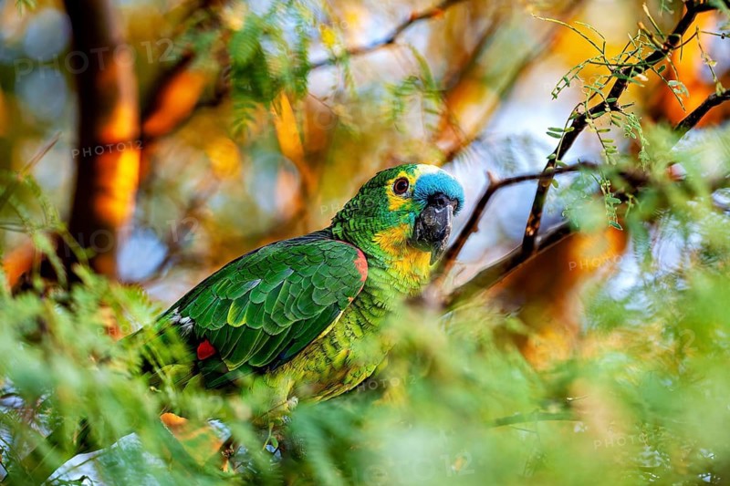 A parrot with green plumage and a blue head in a brightly lit natural setting: the Blue-fronted Amazon in Pernambuco, Brazil (Amazona aestiva)