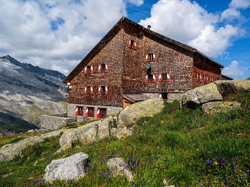Kürsinger Hütte, flowers in front, Venice Group, Hohe Tauern National Park, Province of Salzburg, Austria
