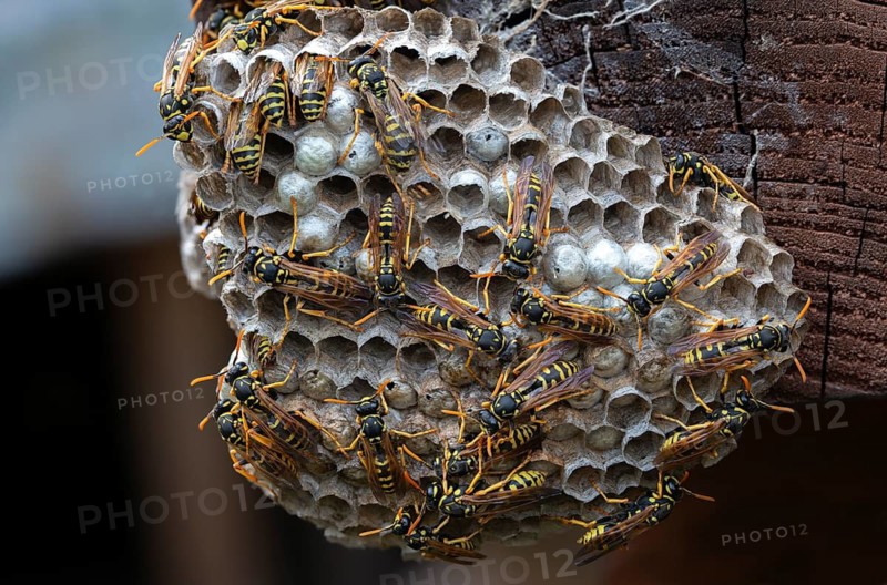 Brighter-colored paper wasp, French field wasp, gallic field wasp, house field wasp, hymenoptera, polistes dominula, vespidae, wrinkle wasp, field wasp, insects, nest