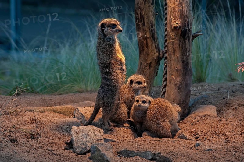Fox mongooses (Cynictis penicillata) under a heat lamp, Nuremberg Zoo, Middle Franconia, Bavaria, Germany, PR available