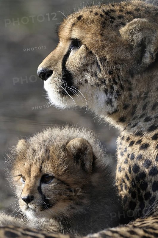 Cheetah, Acinonyx JubatusCheetah, Acinonyx Jubatus, Cub with Mother, Captive