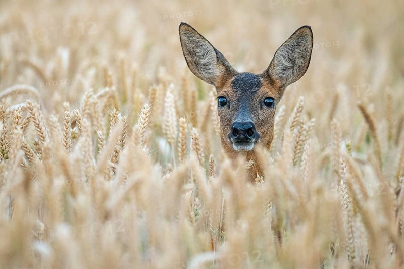 A female roe deer (Capreolus capreolus) in a wheat field, Vechta, Lower Saxony, Germany