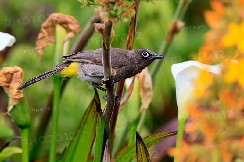Cape bulbul (Pycnonotus capensis), adult, perched, alert, Kirstenbosch Botanical Garden, Cape Town, Western Cape, South Africa