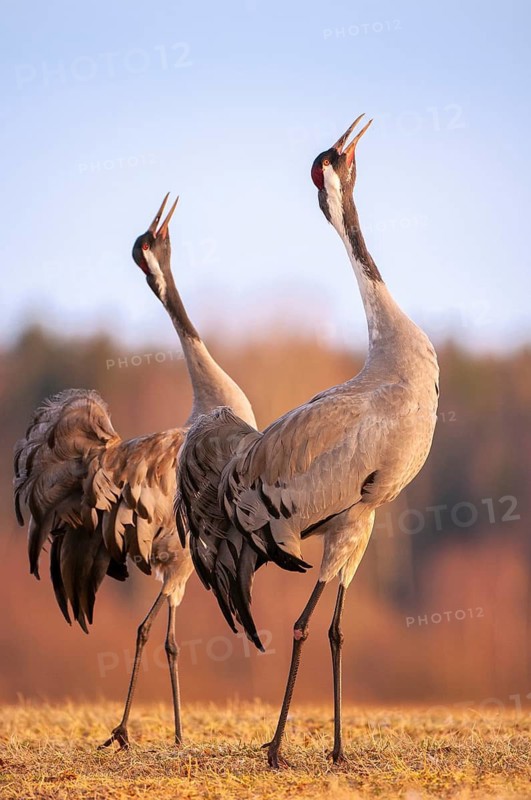 A crane (Grus grus) during courtship, display behaviour, Fågelsjö, Gävleborg County, Sweden