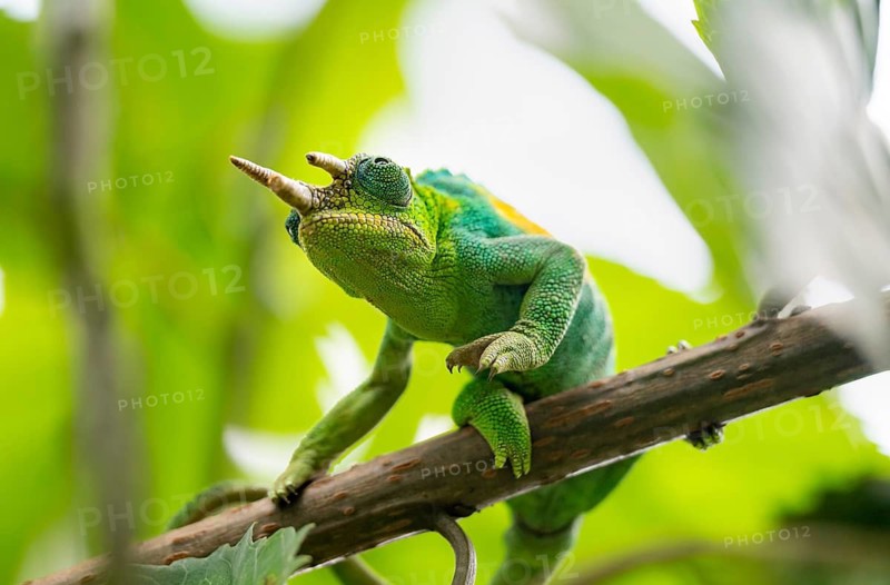 Three-horned chameleon (Trioceros jacksonii), male, between leaves on a branch, Bwindi Impenetrable Forest National Park, Uganda