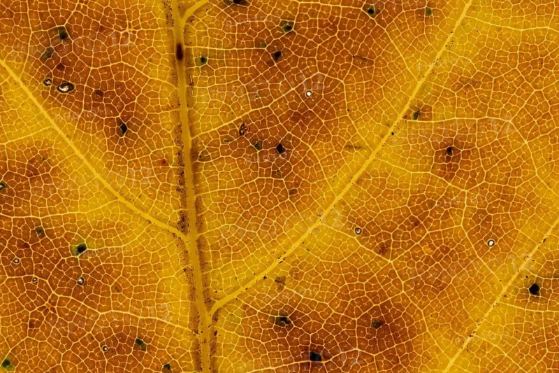 Common beech (Fagus sylvatica) tree close up of an autumn colour leaf, England, United Kingdom