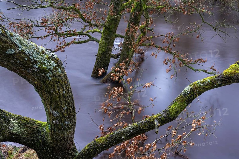 Oak trees on the banks of the Hunte during floods at Barneführer Holz, Sandhatten, Lower Saxony, Germany