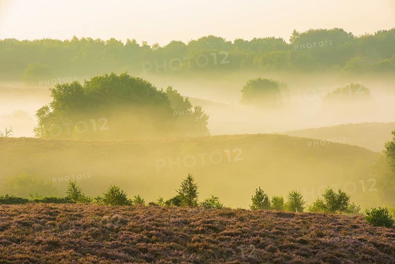 Heather (Calluna vulgaris) in the Veluwezoom National Park, De Hooge Veluwe, Arnhem, Netherlands