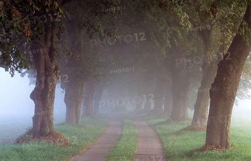 Alle bei Wendisch Langendorf/Deutschalnd Chestnut Tree Avenue, Germany, Germany