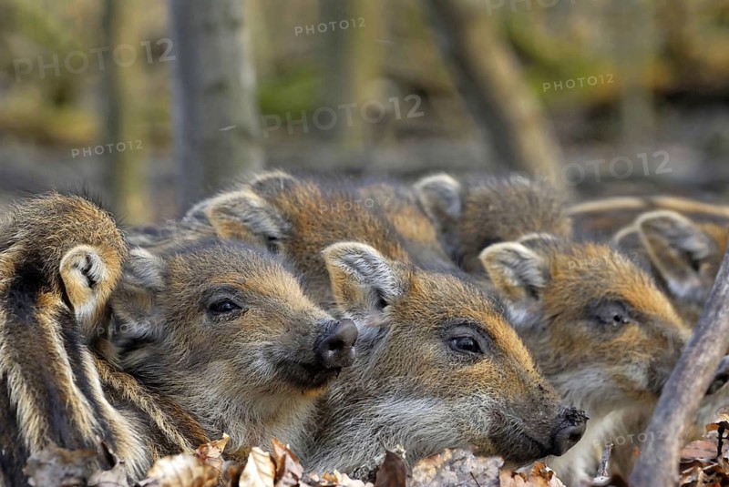 Wild boar, piglets lie together in oak leaves