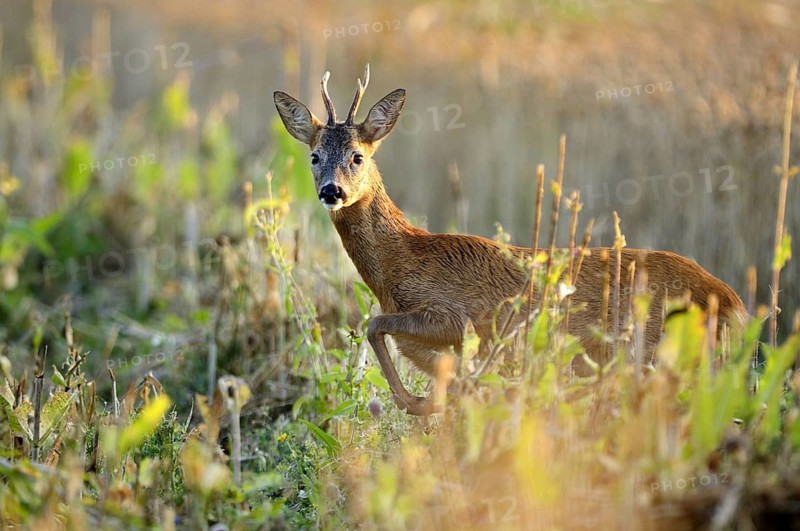 Animals, mammals, deer, fawn, portrait, looking out of cornfield, roebuck