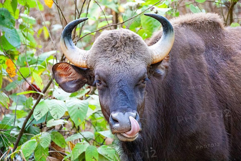 Gaur (Bos gaurus) India