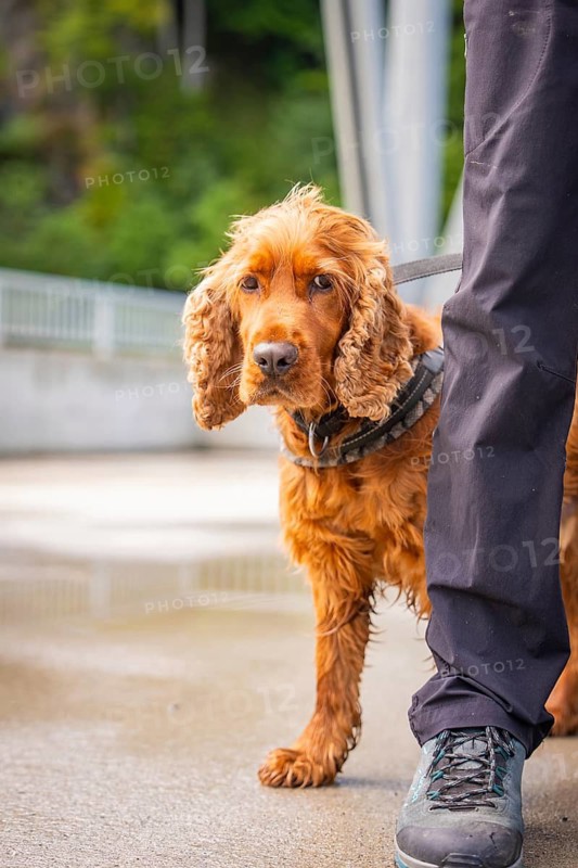 Red dog with brown fur next to a person on a damp bridge, Krumbach, Vorarlberg, Austria