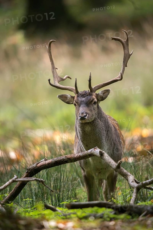 Dama dama, fallow deer, fallow deer, high size, vertical format, mammals, shovelers, mammals