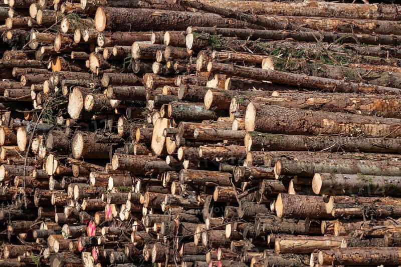Logs, spruce logs, roundwood, storage, timber industry, Sunndalsøra, Tingvollfjorden, Sunndal Municipality, Møre og Romsdal Province, Norway