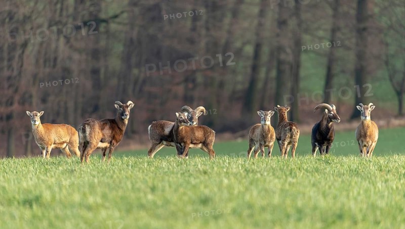 Artiodactyla, even-toed ungulate, mouflon, mouflon, mouflon, ovis gmelini musimon, cloven-hoofed, mammals, sheep, mammals, game