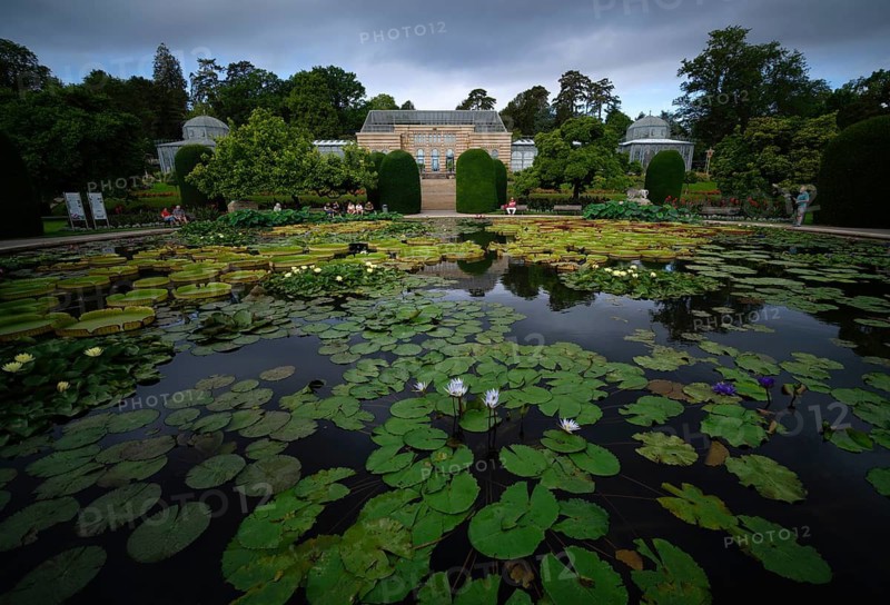 Water Lily Pond, Moorish Country House, Visitor, Wilhelma, Zoological-Botanical Garden, Stuttgart, Baden-Württemberg, Germany