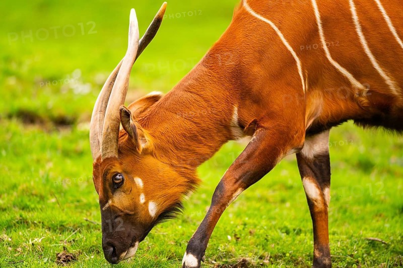 Bongo (Tragelaphus eurycerus) on a meadow in spring, portrait, captive, Germany