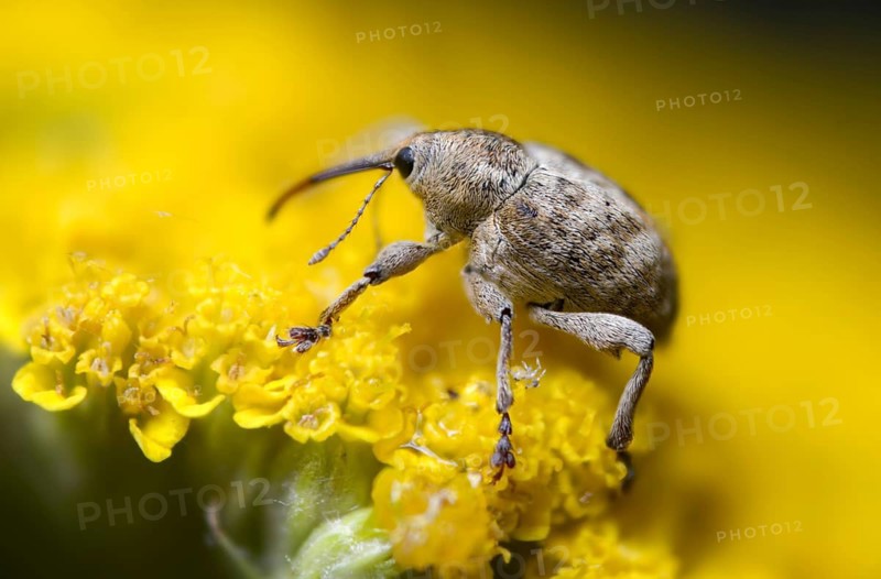 Acorn weevil, vein acorn drill, curculio venosus, acorn drill, beetle, coleoptera, insects, beetles