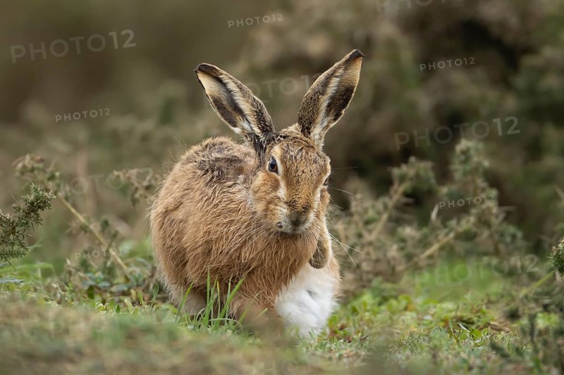 European brown hare (Lepus europaeus) adult animal in grassland, England, United Kingdom