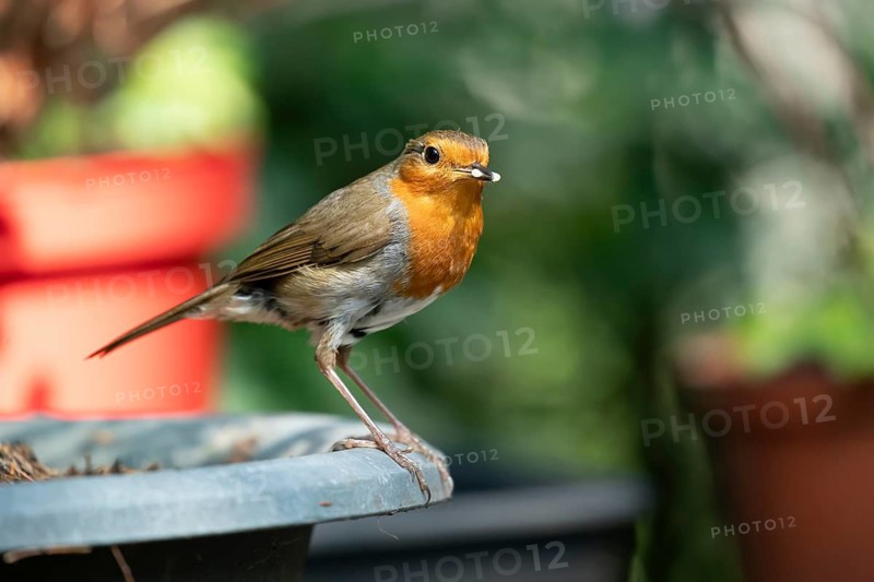 European robin (Erithacus rubecula) adult garden bird on a plant pot with bugs for food in its beak, England, United Kingdom