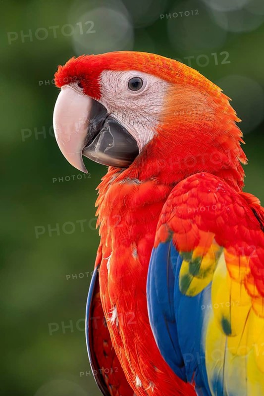 Scarlet Macaw (Ara macao), Jomtien, Thailand