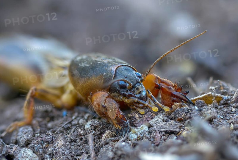 European mole crickets, grasshoppers, gryllotalpa gryllotalpa, half-devils, mole crickets, werre, dwarf, ensifera, grasshoppers, insects, insects, long-feeler scare