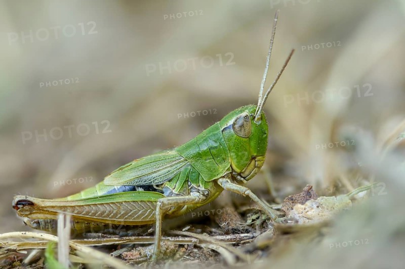 Acrididae, Caelifera, Chorthippus parallelus, field locusts, common grasshoppers, gomphocerinae, short-feeler, pseudochorthippus parallelus, female, grasshoppers, grasshoppers, insects, meadow grasshoppers, insects, meadow grasshoppers, female