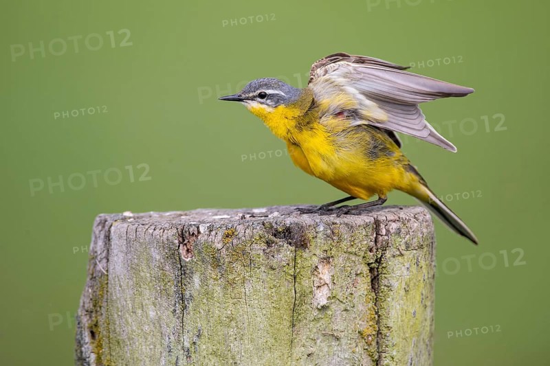 Yellow Wagtail (Motacilla flava), Lembruch, Lower Saxony, Germany
